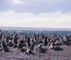 PenguinColony, Isla Magdelena, Tierra del Fuego, Chile